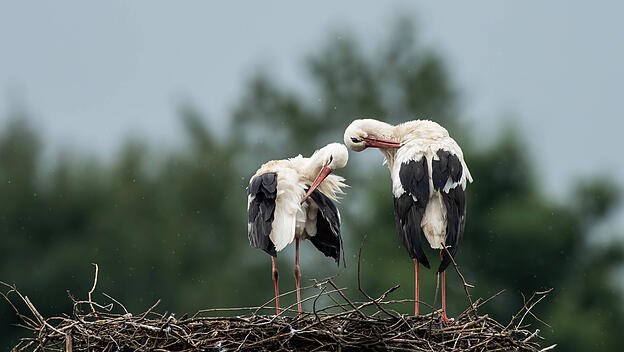 Storchenpaar