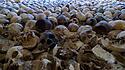 Eine Sammlung von Schädeln lokaler Opfer des Völkermords von 1994 ist in der Gedenkstätte Nyarubuye Genocide Memorial ausgestellt.