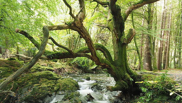 Tollymore Forest Park in Nordirland