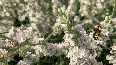 Wildbienen haben die Blühpflanzen im Karmelitergarten längst für sich entdeckt.