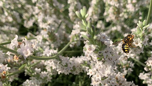 Wildbienen haben die Blühpflanzen im Karmelitergarten längst für sich entdeckt.
