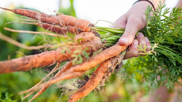 Frische Möhren: Frische Ausgangsprodukte aus dem eigenen Garten sind eine gute Voraussetzung für eine einfache, gesunde und geschmacklich anspruchsvolle Küche.