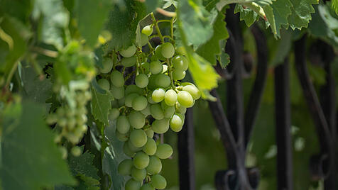 Traubenrebe am Weinstock