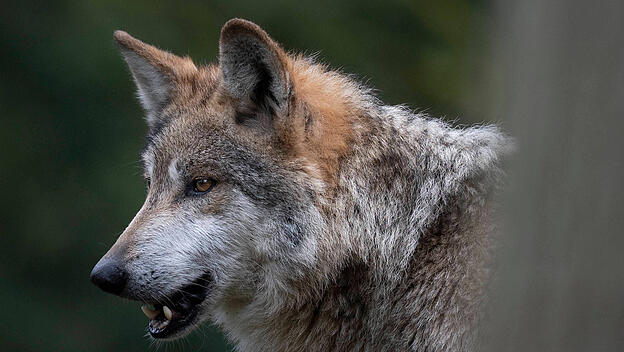 Wolf beißt Frau