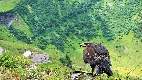 Steinadler