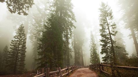 Sequoia National Park in den USA