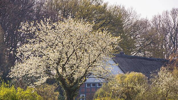 Blühender Kirschbaum vor einem Bauernhof