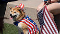 Hund in Amerika-Outfit